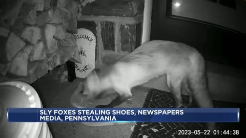 Foxes, Chocolate Ice Cream and Tigers - Oh My! (6/7/23)