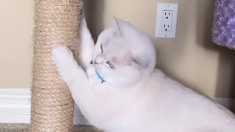 Big lovely cat 😍🐈