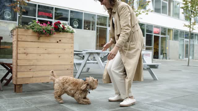 Beautiful Dog Jumping Towards Her Master