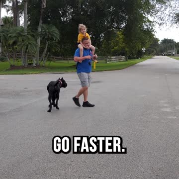 Robot Heeling a Cane Corso