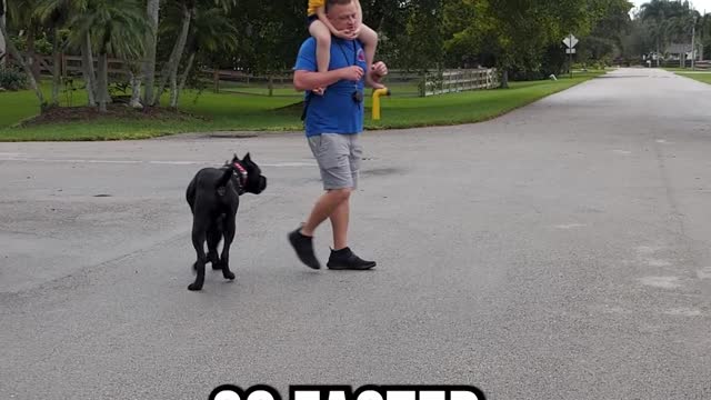 Robot Heeling a Cane Corso