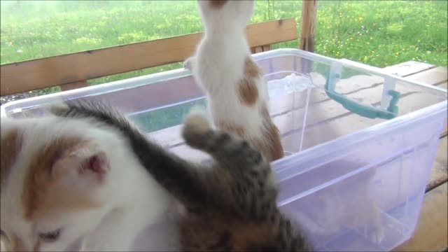 Kittens Meowing (Cuteness Overload)