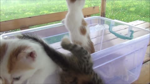 Kittens Meowing (Cuteness Overload)