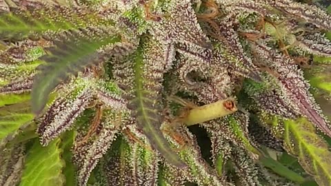 Rosso Corsa - AFC-SEEDS.COM