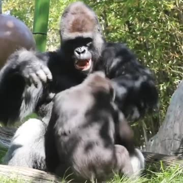 Funny Animal and Nature Videos