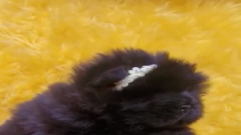 not happy when it is tough, but I see it a bad animal bite