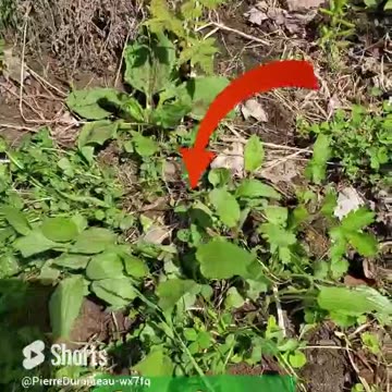 Plants That Survive Harsh Conditions