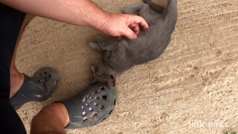 Playing and feeding our little kittens