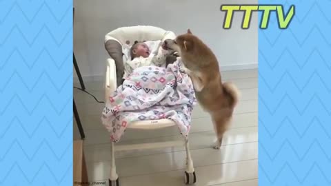 Funny dog video