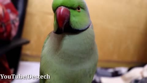 Yea video apne parrot ko dikhao aur bolna sikhao p6