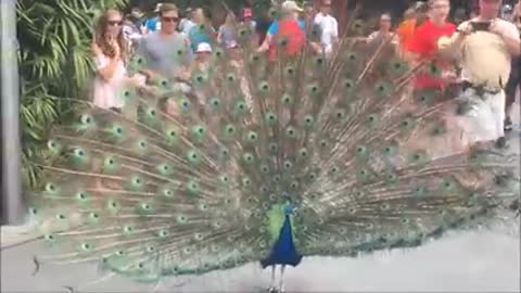 cute peacock and the baby.