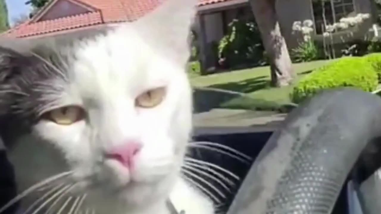 Me trying to look cool while driving 😹