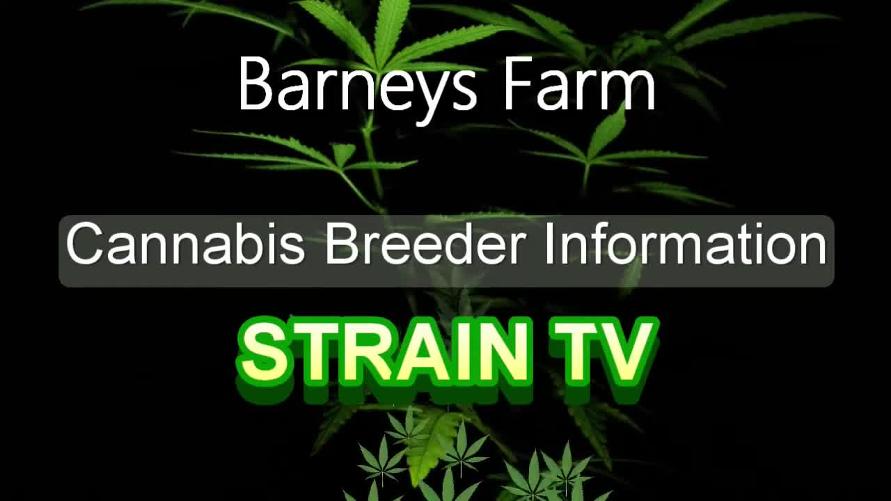 Barneys Farm - Cannabis Strain Series - STRAIN TV