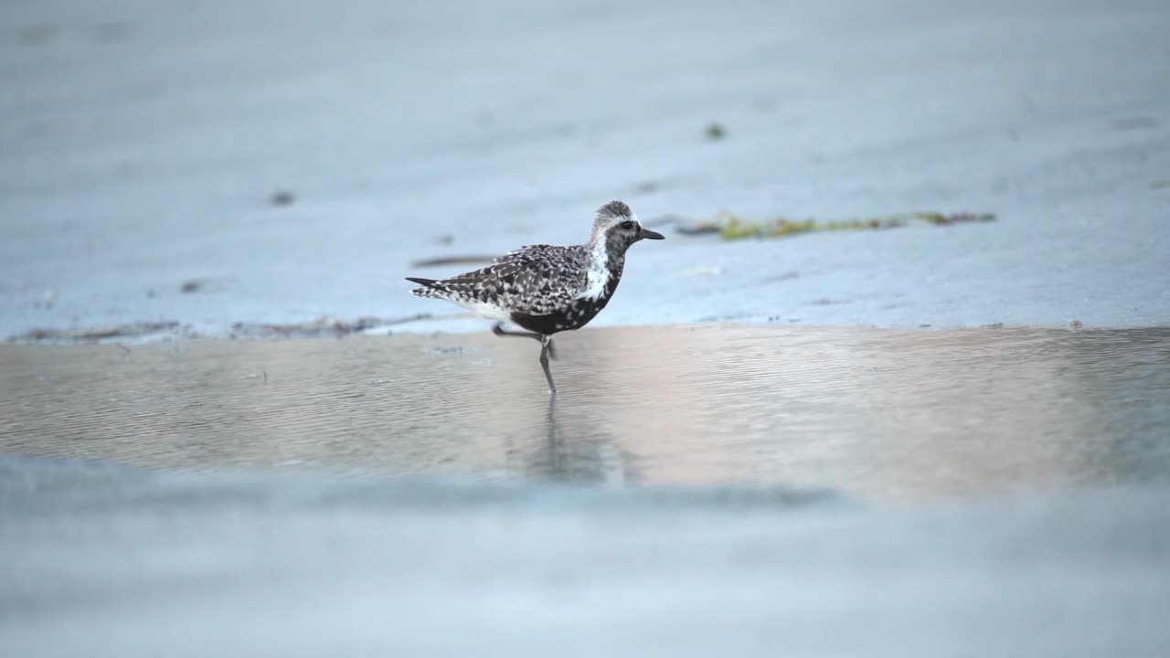 Black-Bellied Plover