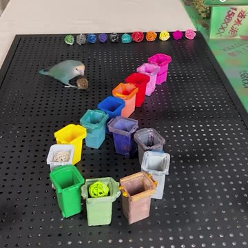 Smart parrot that knows colors😍