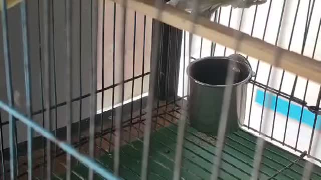 yellow and white parrot