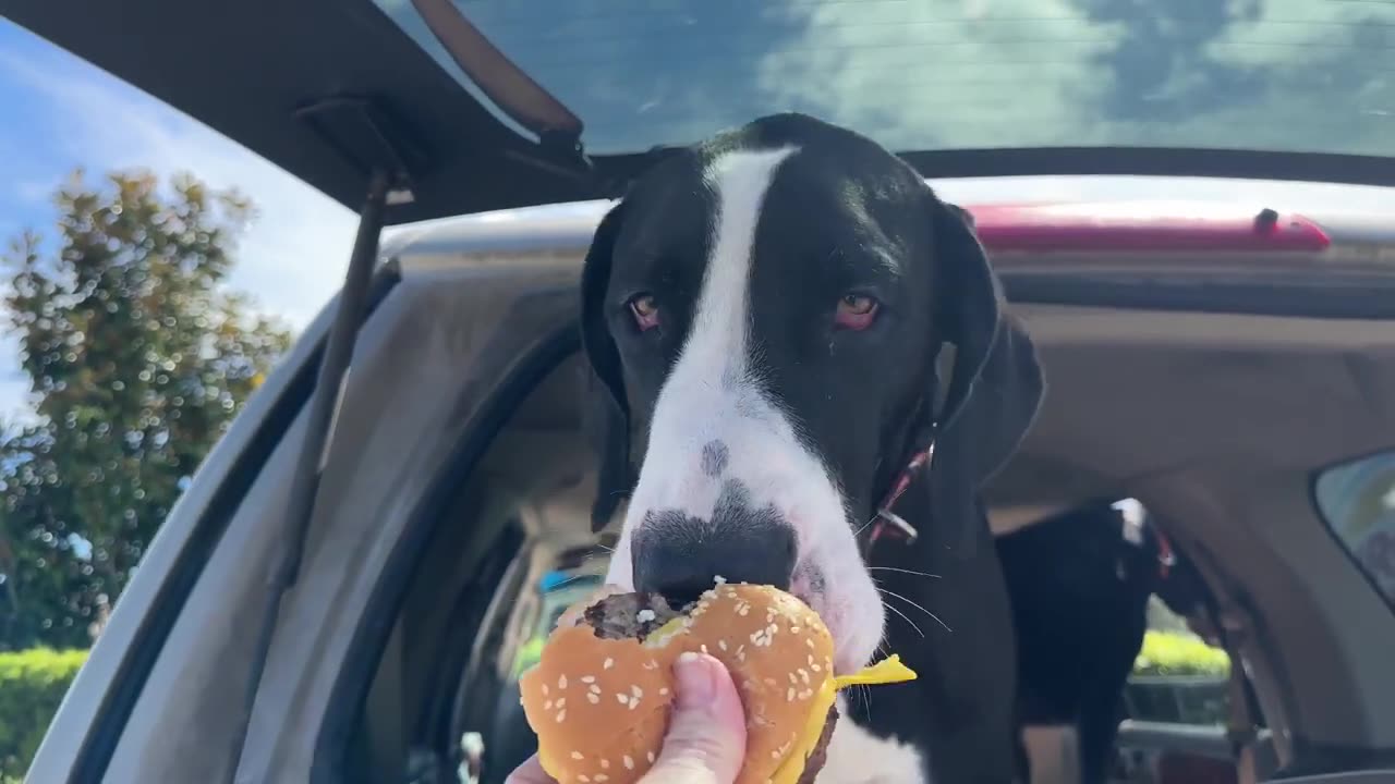 Funny Great Danes Love Drive Thru Ice Cream & Cheeseburgers