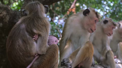 Mother and Baby Monkey