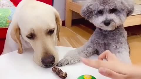 Funny Animals Series 285
