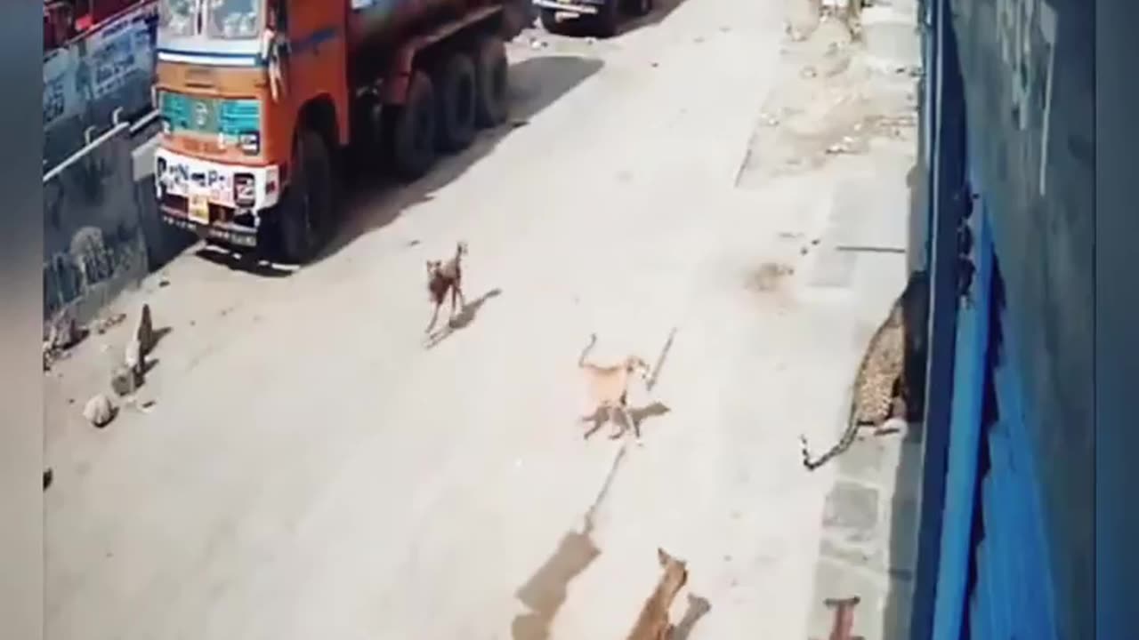 Tiger attack || DOG vs TIGER || GALI KA SHER || INDIAN DOG || CCTV🐯