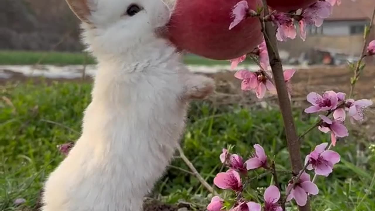 Cute rabbit