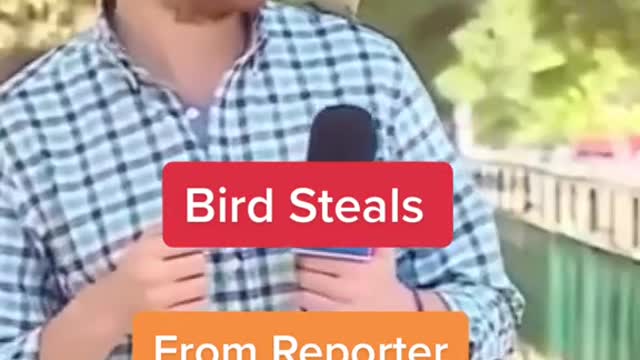 Bird takes reporter’s earbud..