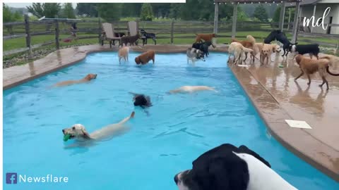 39 dogs having the time of their lives cooling off in a pool!