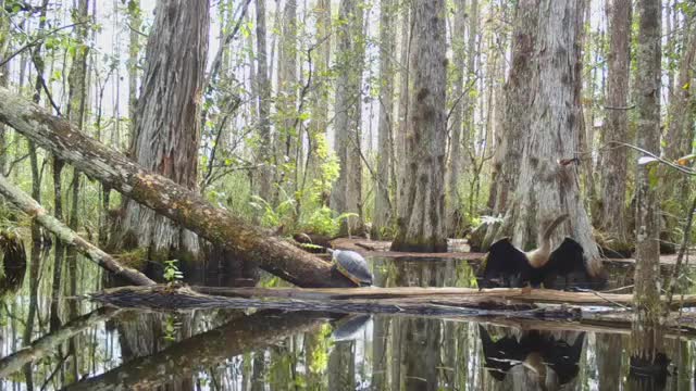 The Anhinga & The Turtle