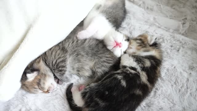 All the kittens are resting peacefully