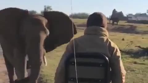 Elephant chases tourist car