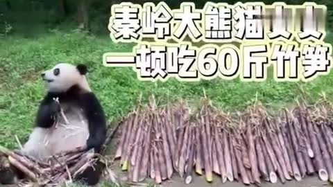 Pandas can eat 60 kilos of bamboo shoots in one meal