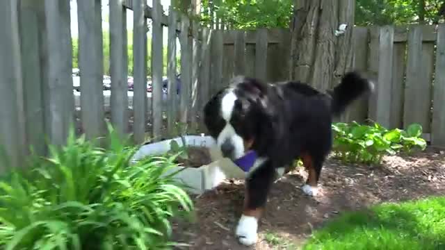 Weaponizing his fluffy DUMP TRUCK | Bernese mountain dog