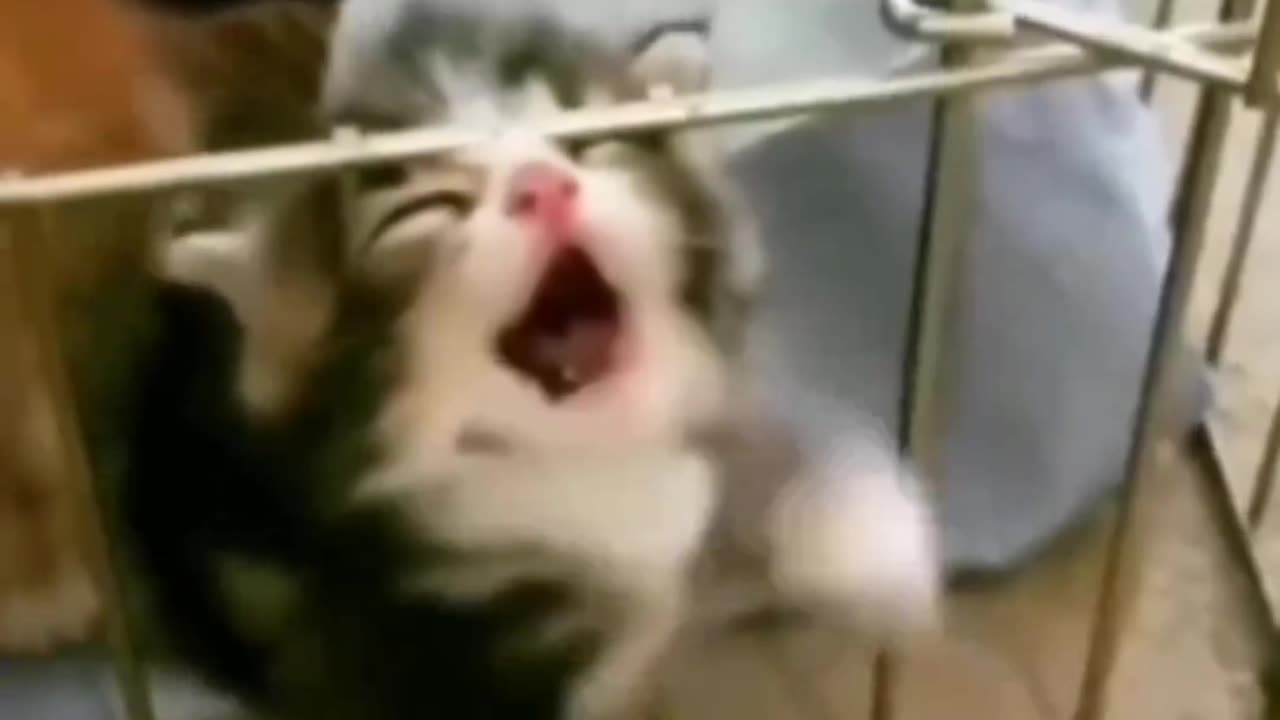 Funny animals video 😂😂😂