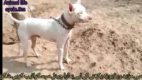 angry bully gultiar dog barking.new video 2022