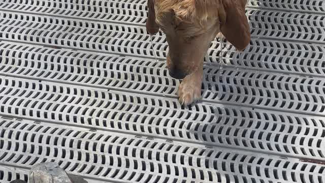 Golden Retriever Dives for Rock