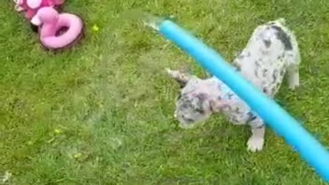 Dogs playing with water and having a time of their life