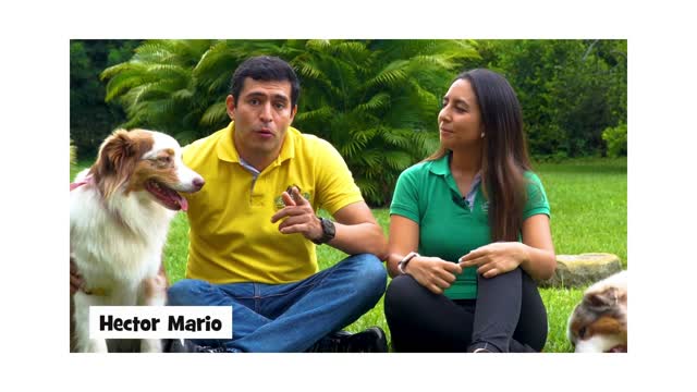 EXCELENTE CURSO PARA LOGRAR ENTRENAR A TU CACHORRO