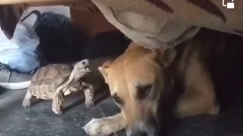 Turtle Irritating Dog