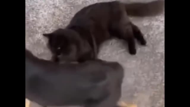 Watch funniest Cats 😹 - Don't try to hold back Laughter 😂