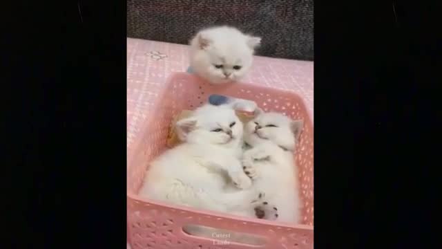 Watch New Funny Video 2021 Top New Comedy Video 2021 Try To Not Laugh#25