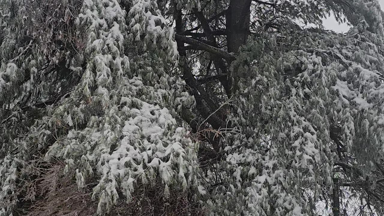 Crazy tree in winter