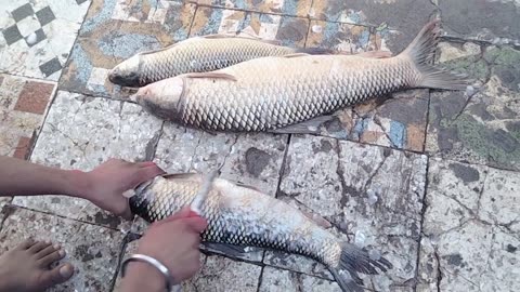 Fish cutting