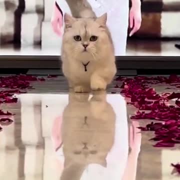 Cat Walk Like Model | Cute Cats