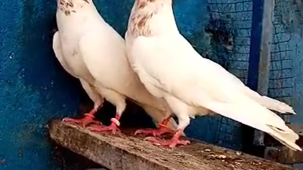 Indian lakhay pigeon