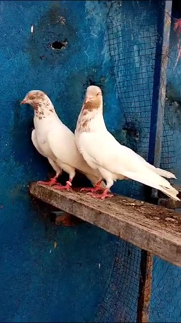 Indian lakhay pigeon