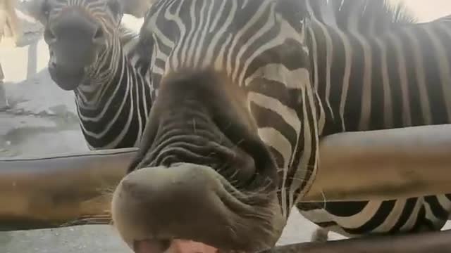 Little zebra