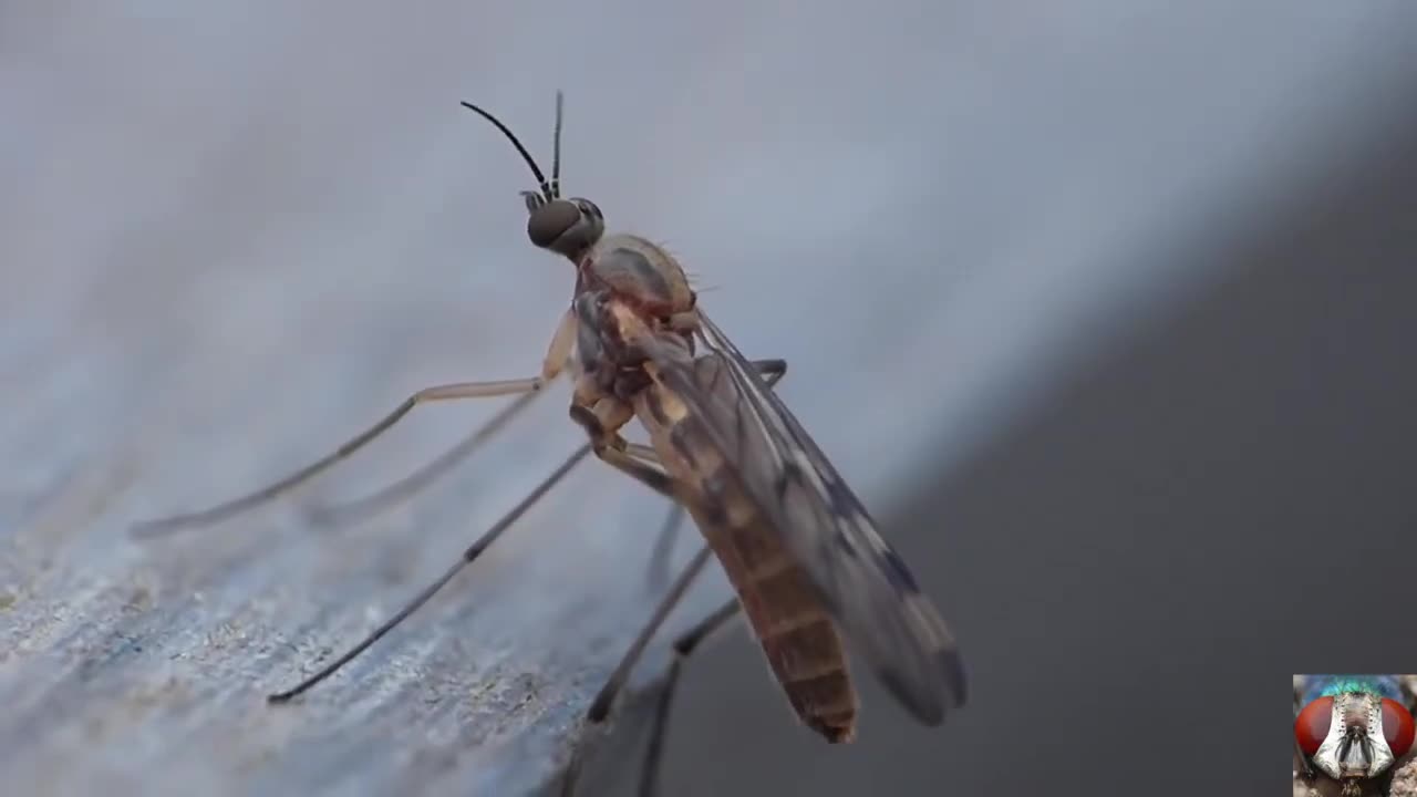 Capture The Moment Of Pooping Small Insects - Animal Video