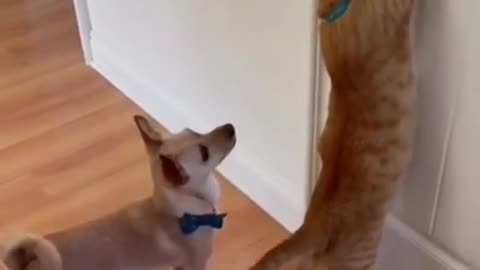 Get Ready to Laugh with These Funny Pet Videos