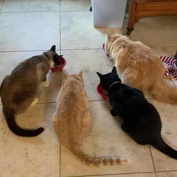 Cats eating food