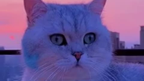 FUNNY CAT VIDEOS